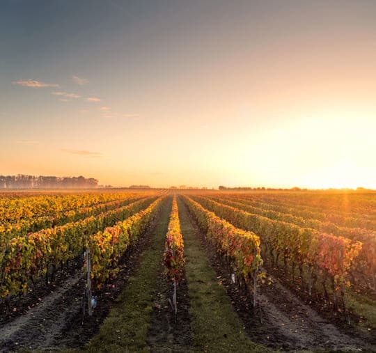 Kulturrelle Veranstaltungen in der Vinothek David in Kärnten Österreich