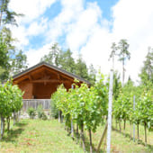 Weinführungen, Degustation in der Vinothek David in Kärnten Österreich